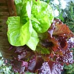 Green and read leaf lettuces in a terra cotta pot.