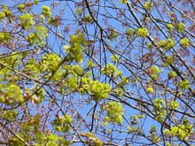 Good morning. Chartreuse flowers of Mrs. Maple against the sapphire blue sky.