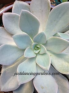 Echeveria, simply beautiful