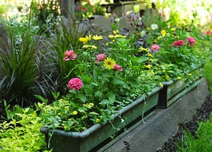 Antique metal window box with pink zinnias, Argyranthemum Butterfly, Dichondra Silver Falls, Lantana Samantha