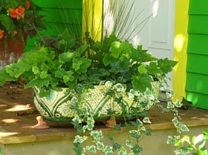 The different textures and forms in this all green planting create a soothing and, at the same time, exciting. and interesting comboc Piggyback plant, green & white variegated ivy, juncus, iresinge Purple Lady.iting 