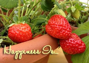 HappinessIs