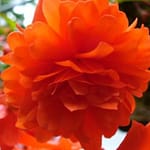 Orange Illumination Begonia