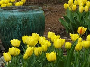 Yellow tulips light up the garden in early May. A beautiful turquoise glaze fountain really makes the yellow pop.
