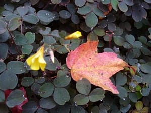 First sign of fall, soft red maple leaf, dark purple oxalis leaves, dew drops